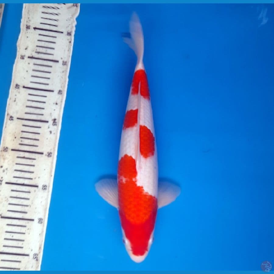 36cm Kohaku Female