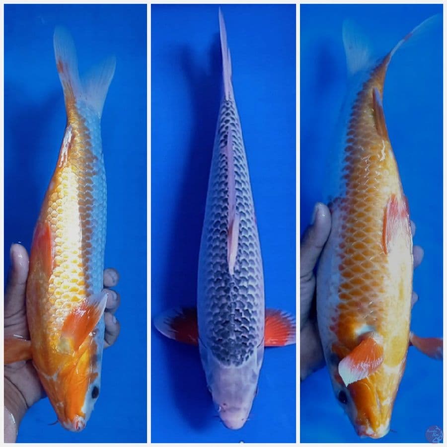 asagi 37 cm male