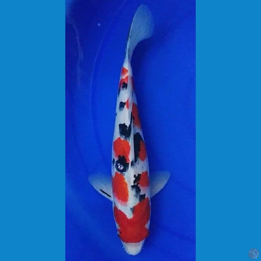 Sanke Male merah strong 32cm
