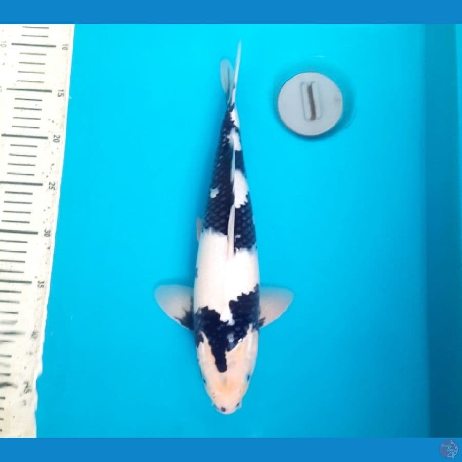 35cm Shiro Female