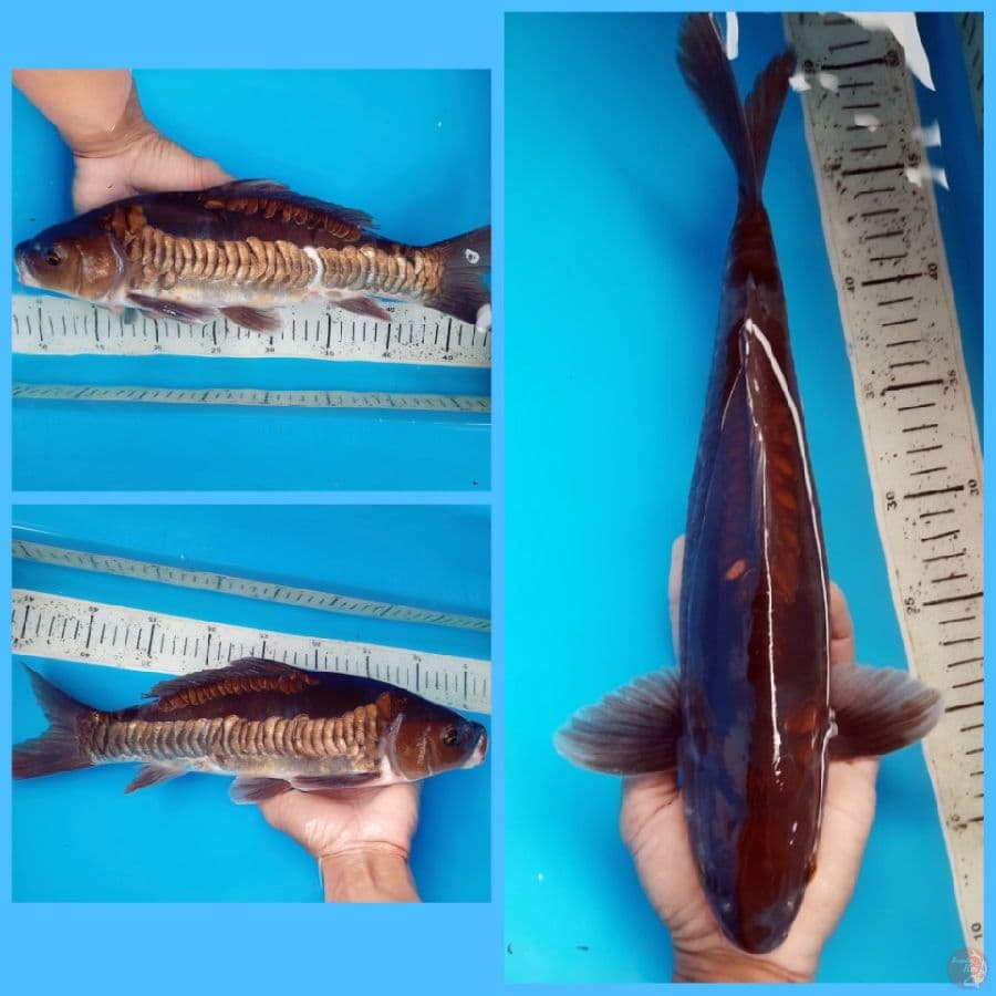 35cm Tembaga aragoke Male