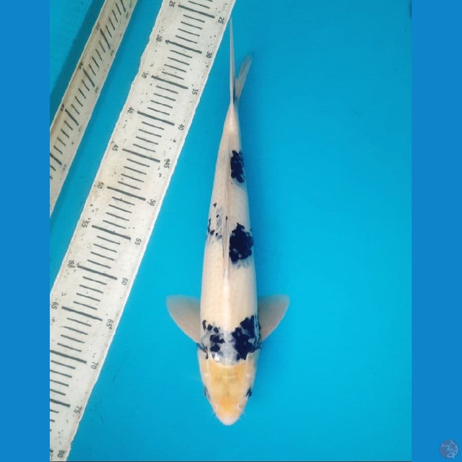 43cm Shiro Male 