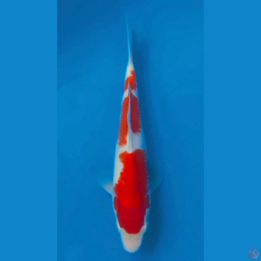 KOHAKU HQ 22cm male