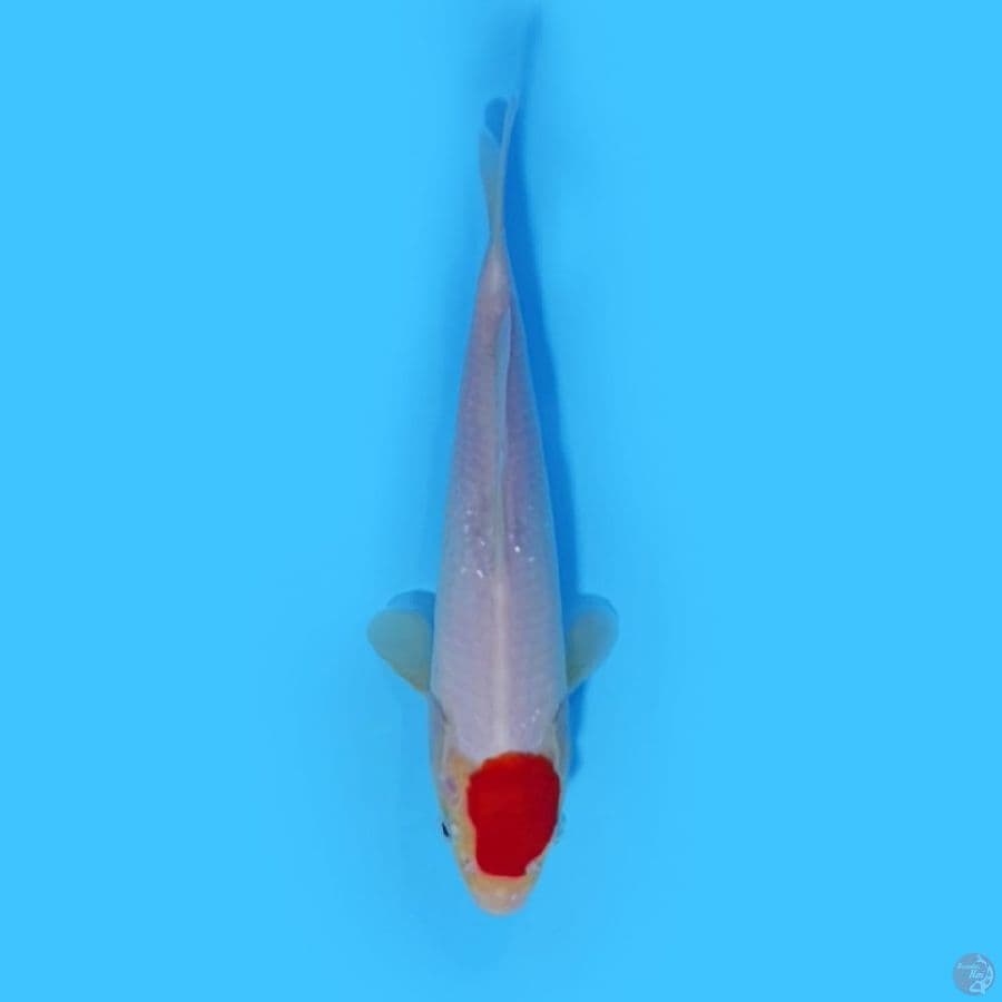 TANCHO 21 cm