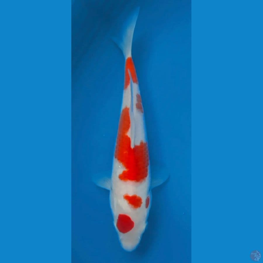 KOHAKU HQ 27CM FEEMALE