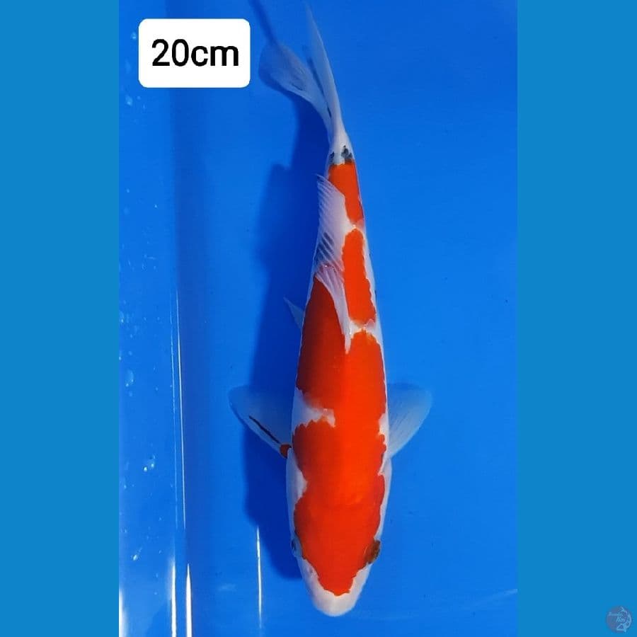 Sanke 20cm