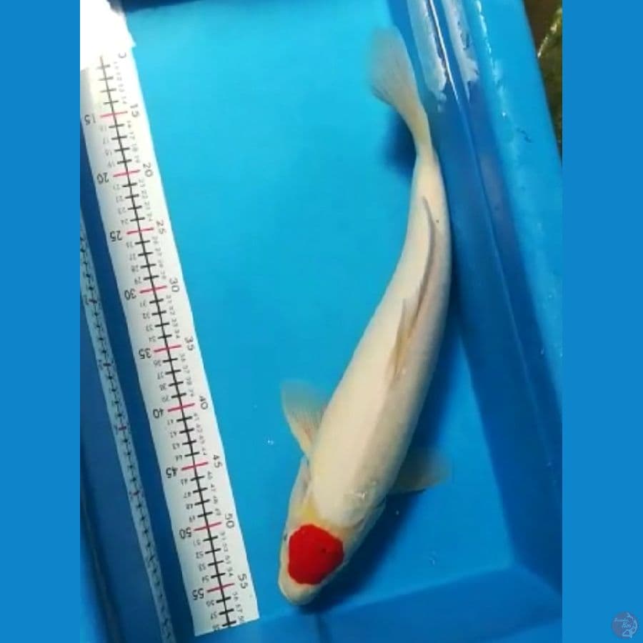 ori 47cm