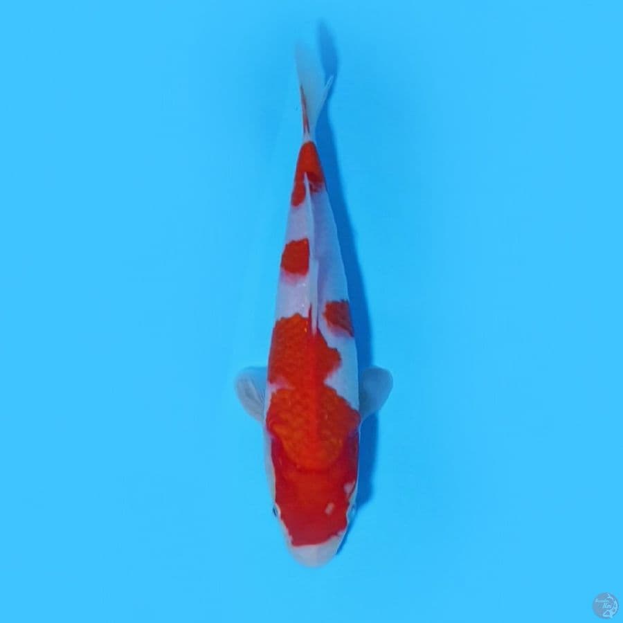 kohaku SQ bahan keep 24cm