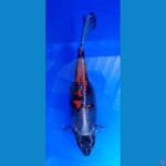 beni kiko short body 34cm