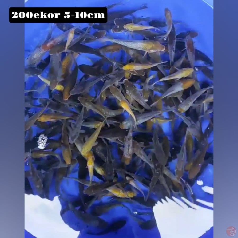 ochiba 200ekor 5-10cm