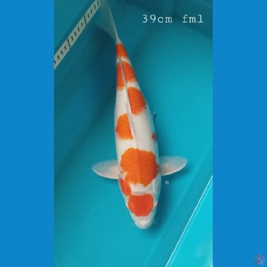 kijiro 39cm/fml