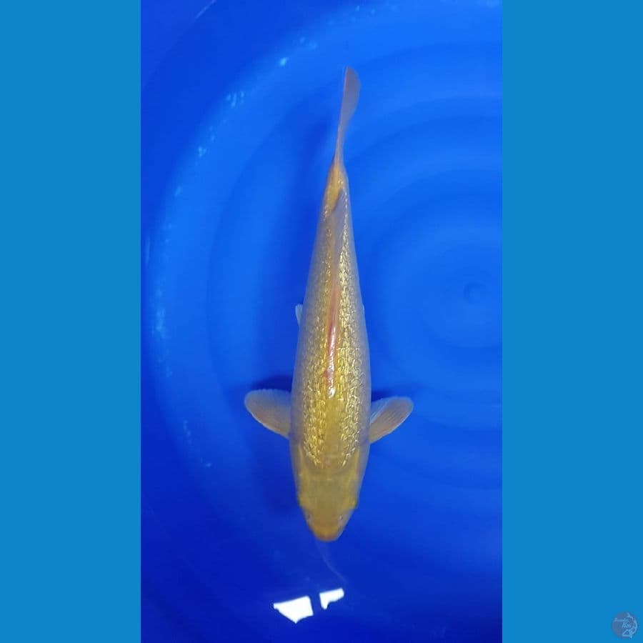 midori fuull ginrin 40cm male