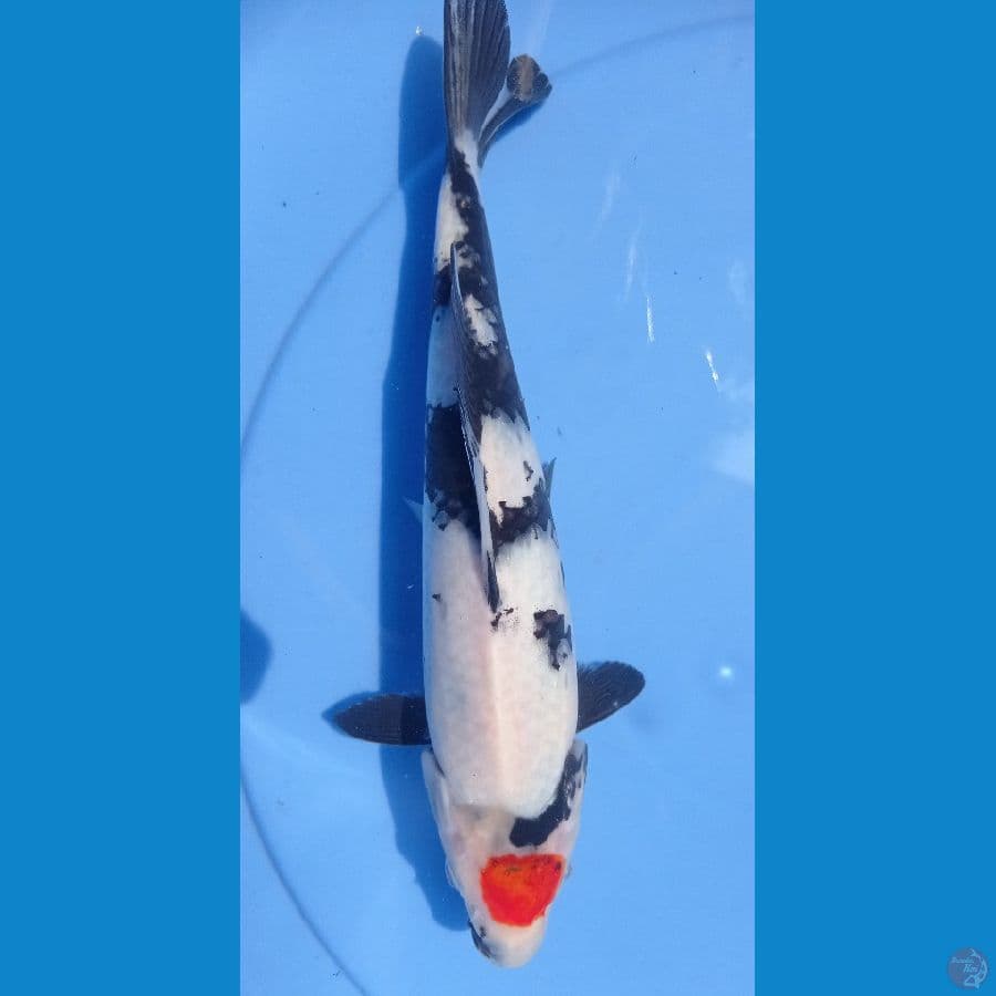 tc showa 27cm