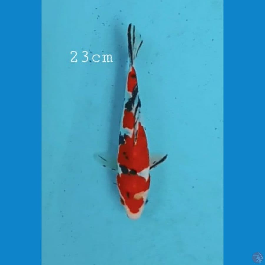 Doitsu sanke 23cm