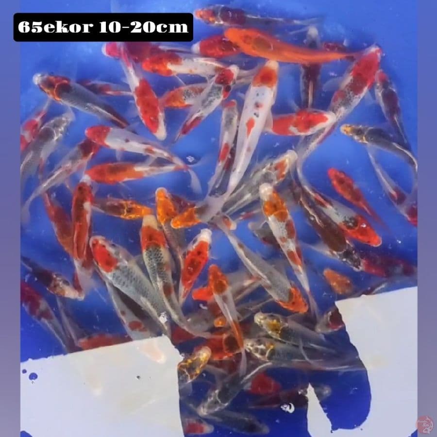 goshiki 65ekor 10-20cm