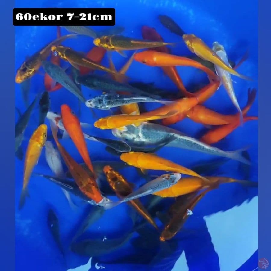 polosan 60ekor 7-21cm