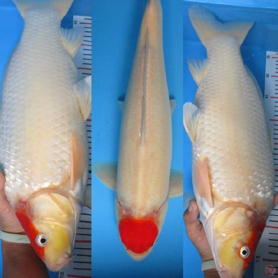 MKC KOI GRUB
