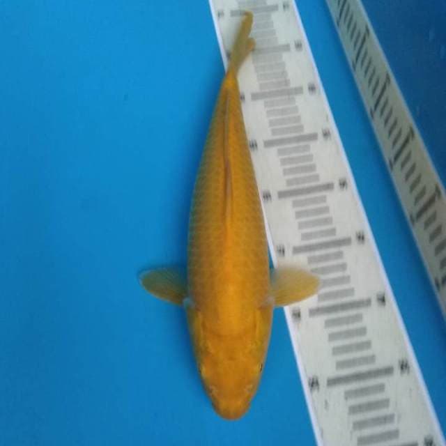 Karasi mata merah