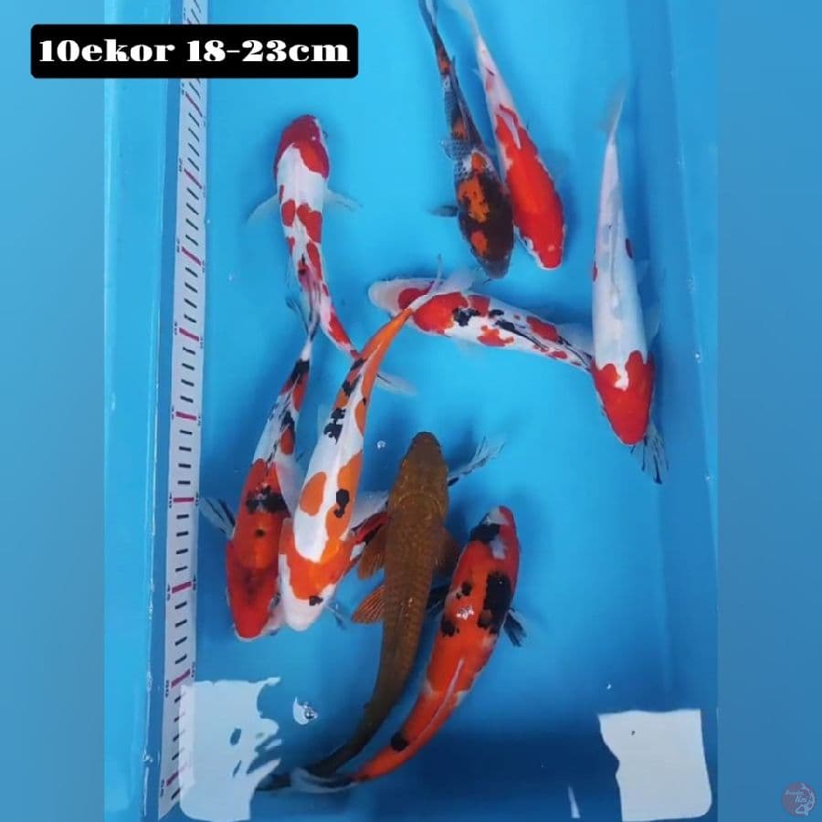 mix 10ekor 18-23cm
