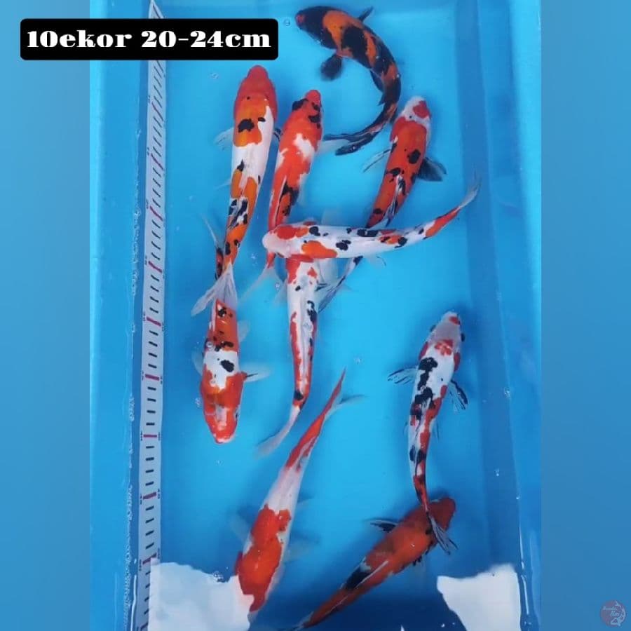 mix 10ekor 20-24cm