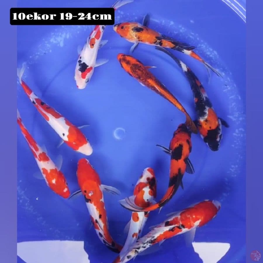 mix 10ekor 19-24cm