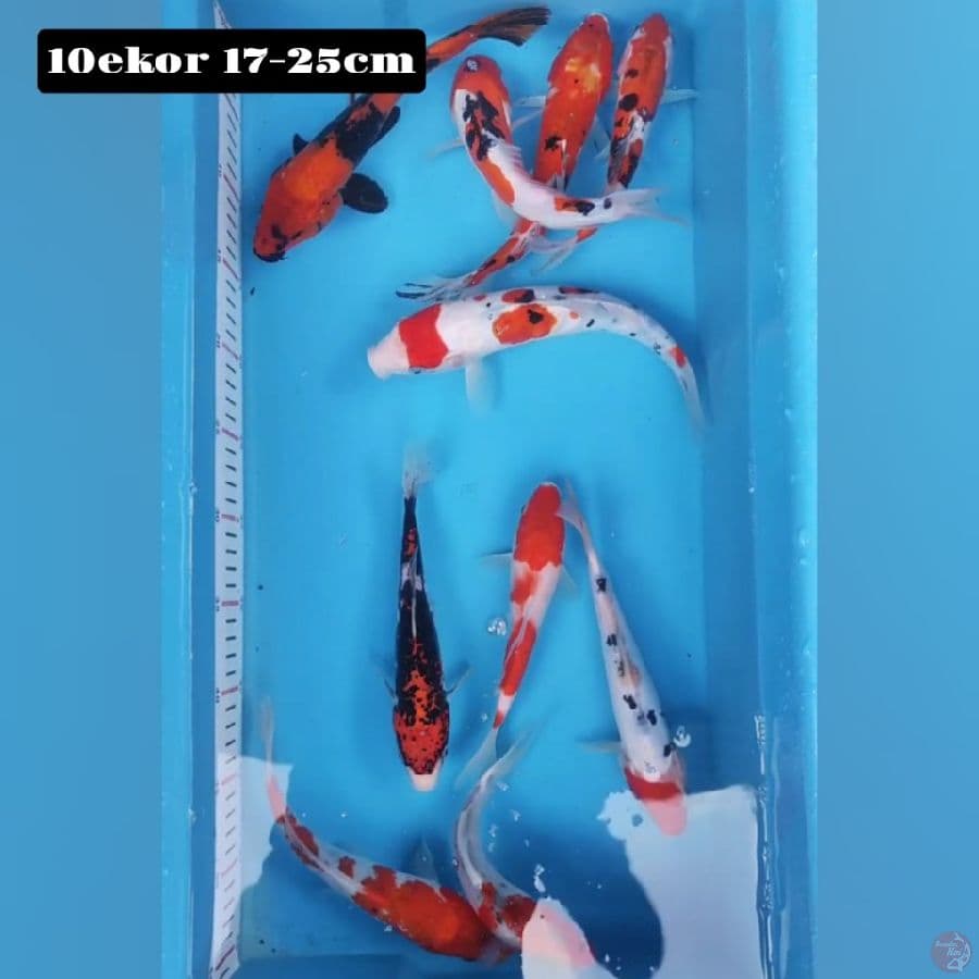 mix 10ekor 17-25cm