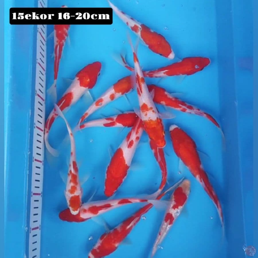 kohaku 15ekor 16-20cm