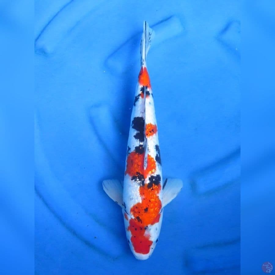 40cm - Sanke Ginrin 