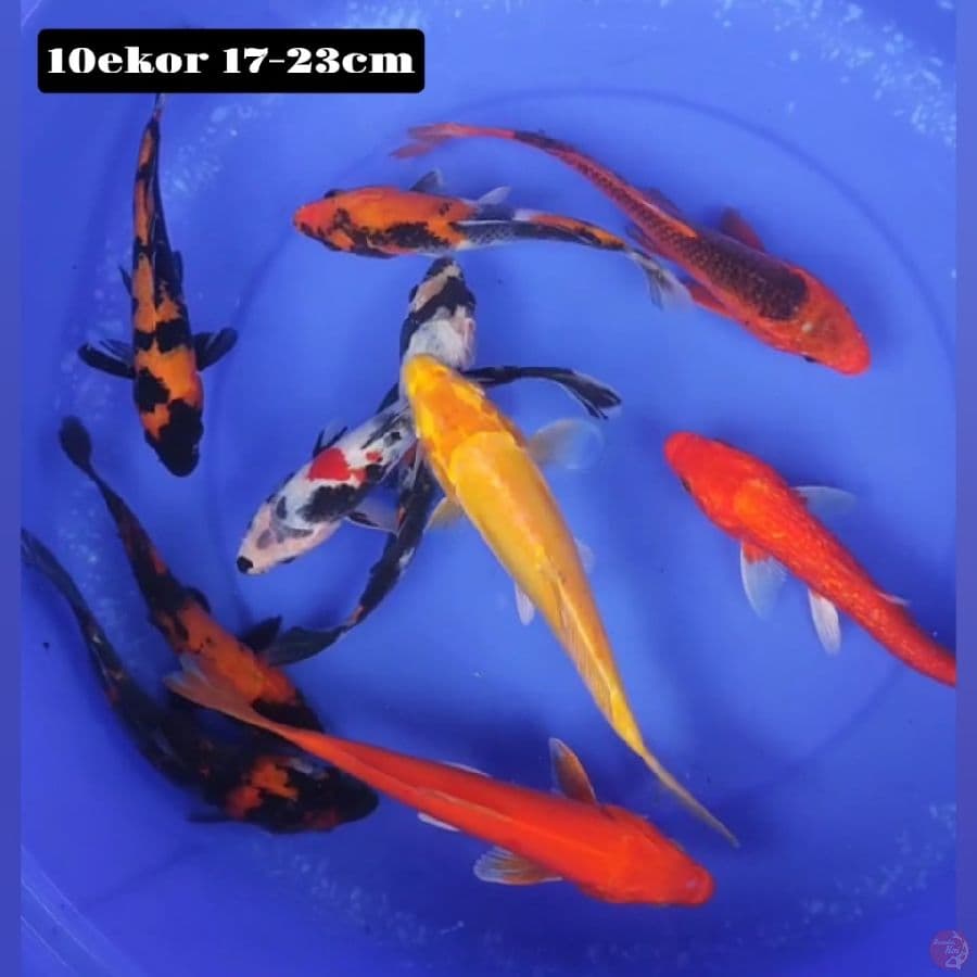 mix 10ekor 17-23cm