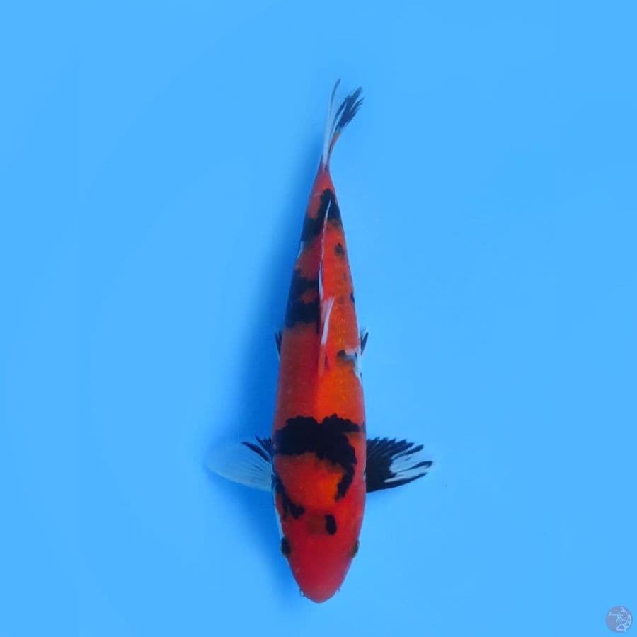 30cm - Hi Showa