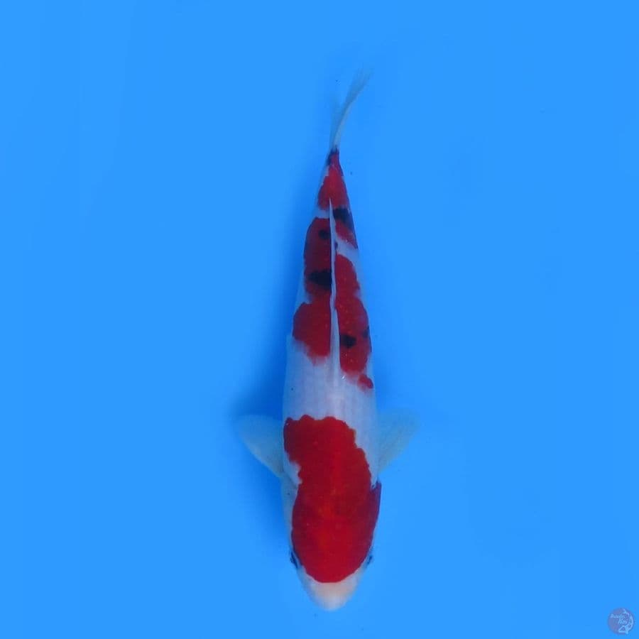 27cm - Sanke Tategoi 