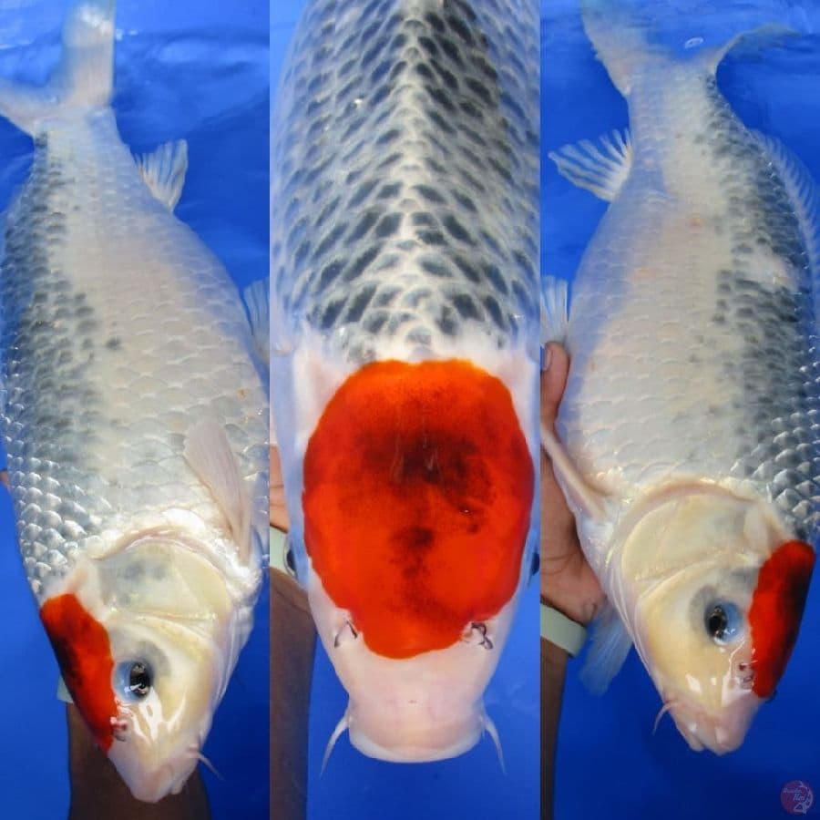 MKC KOI GRUB