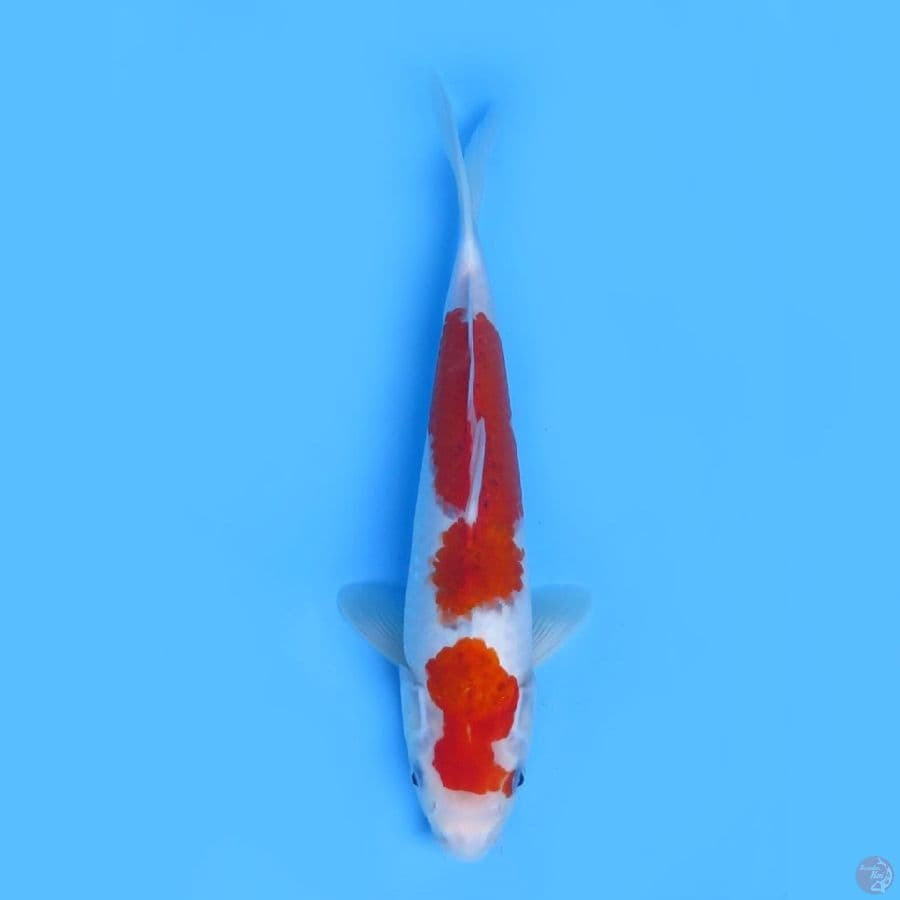 30cm  - Goromo 