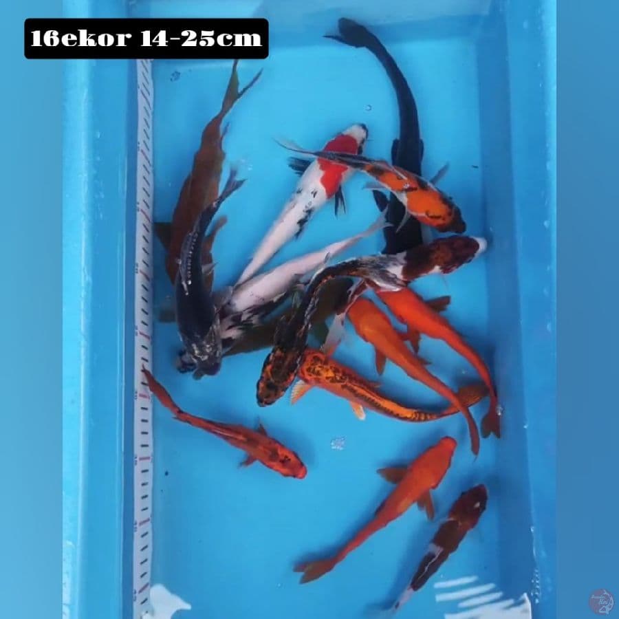 mix 16ekor 14-25cm