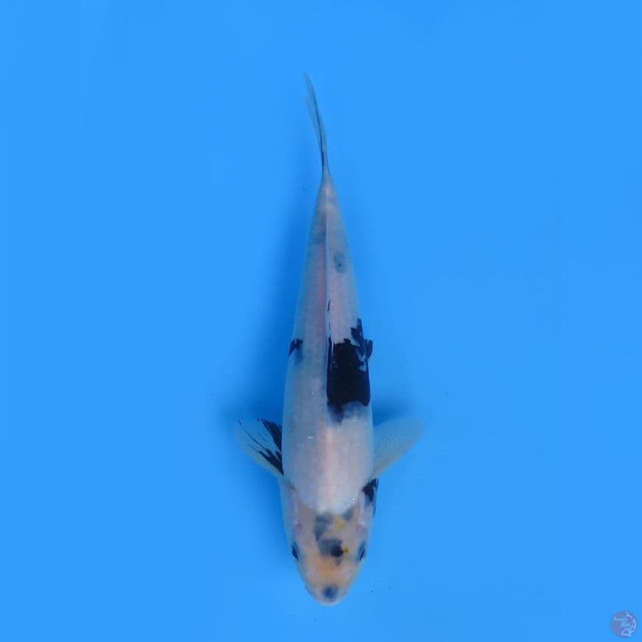 28cm -  Shiro Tategoi 