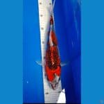 Goshiki 28 cm