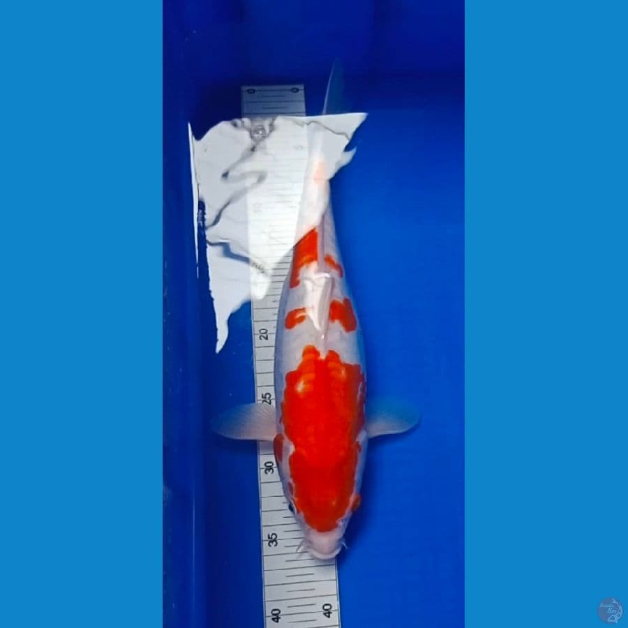 Kohaku Doitsu 37 Cm