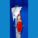 Kohaku Doitsu 37 Cm