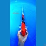 showa m34cm