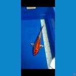 Ginga Ginrin 33 cm