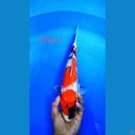 showa 35cm haluss