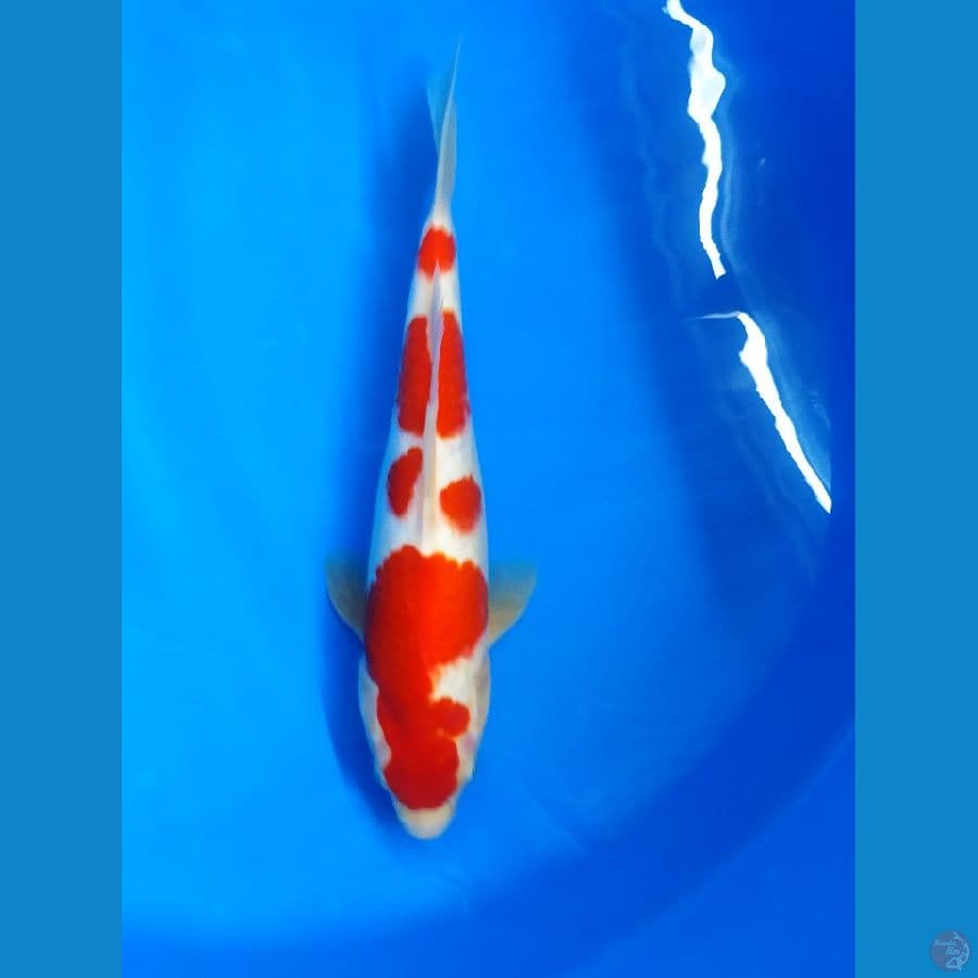 Kohaku SQ male 30cm