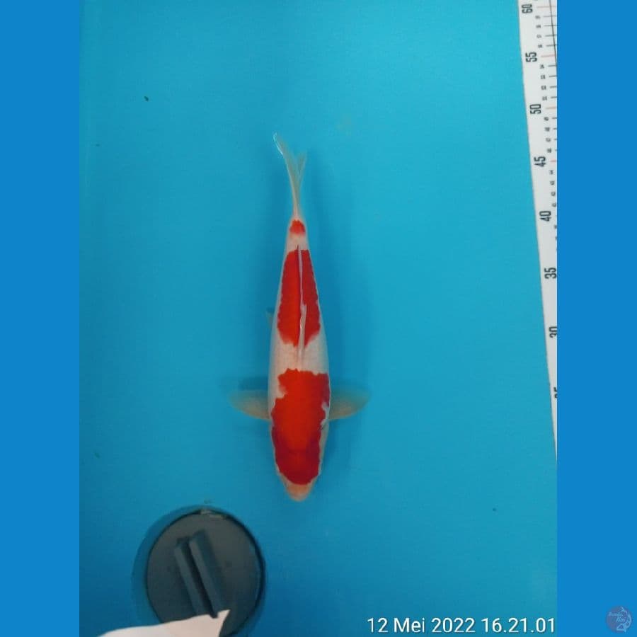 KOHAKU READY SHOW 29cm