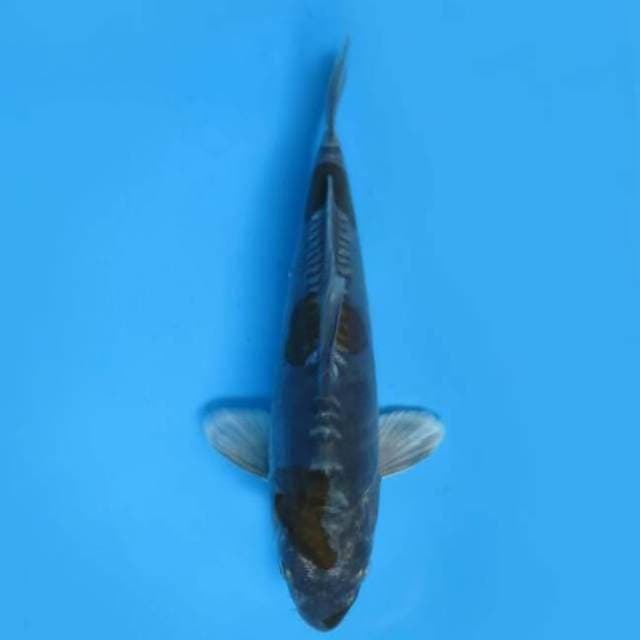 24cm Male Tosai - Ochiba Doitsu 
