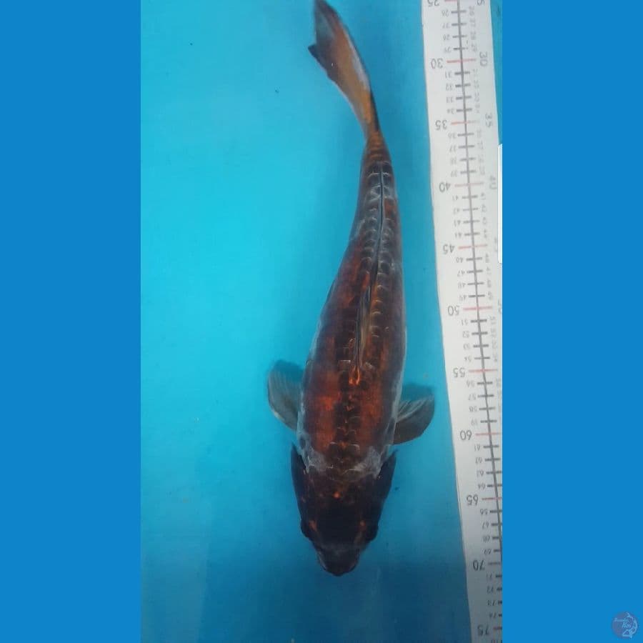 ochiba doitsu 44cm
