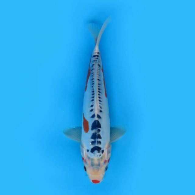 25cm Male Tosai - F1 Shusui Tategoi
