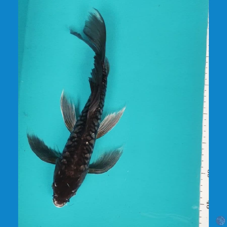 kumpay soragoi antik 34cm male
