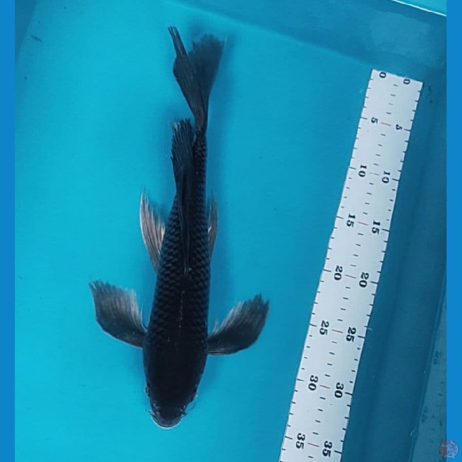 kumpay soragoi 35cm 