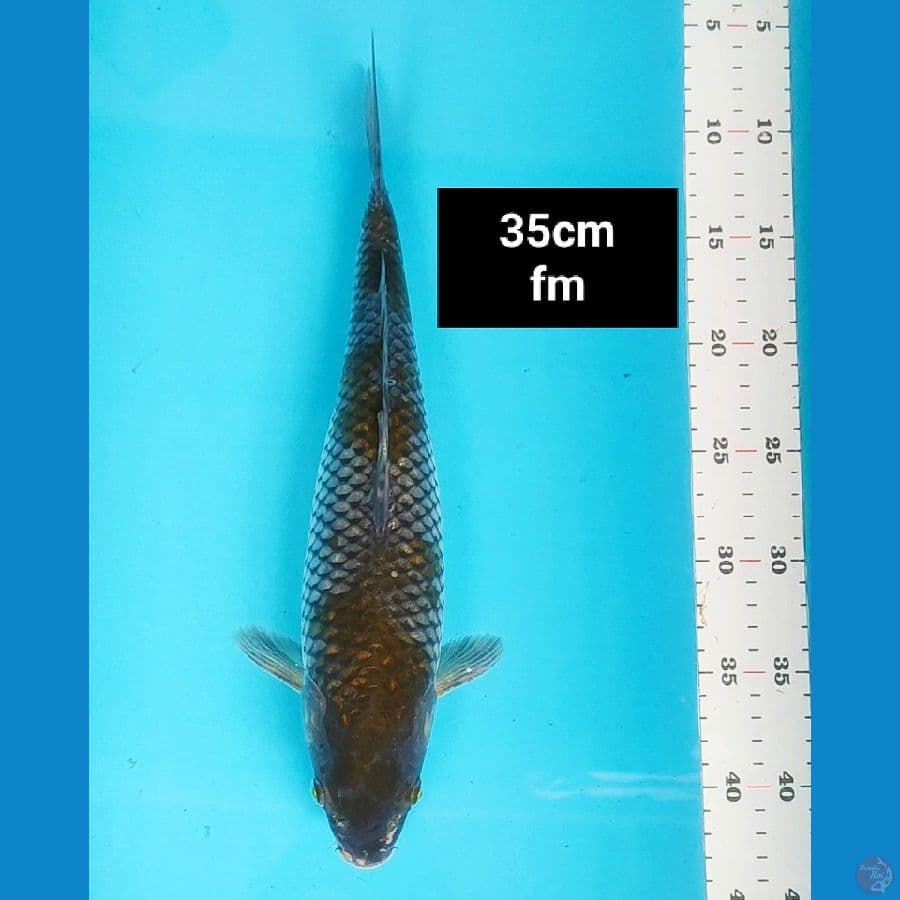 ochiba 35cm