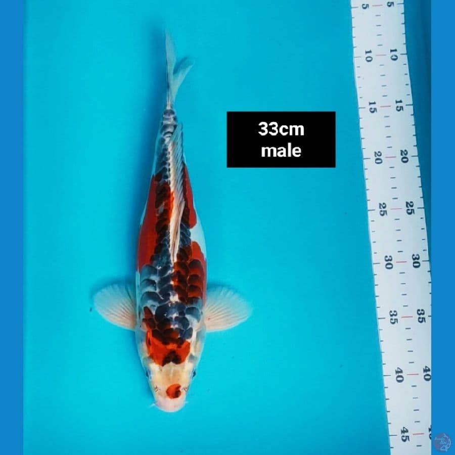 kujaku doit 33cm male